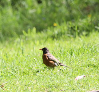 American Robin - ML620508977