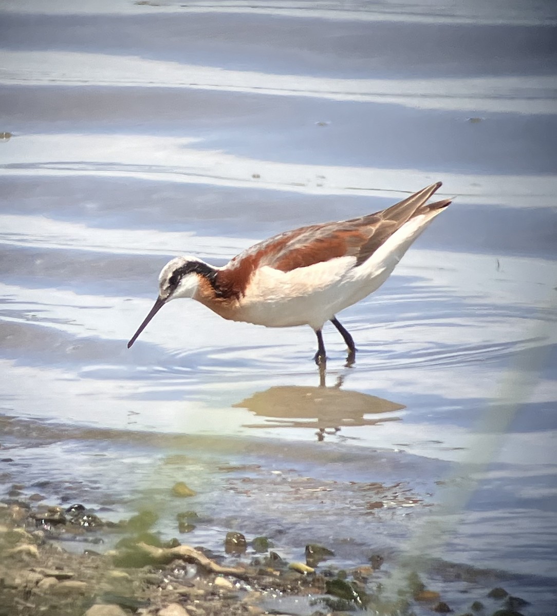 Phalarope de Wilson - ML620508981