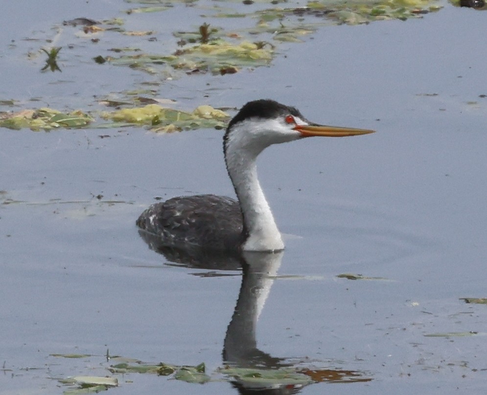 Clark's Grebe - ML620508983