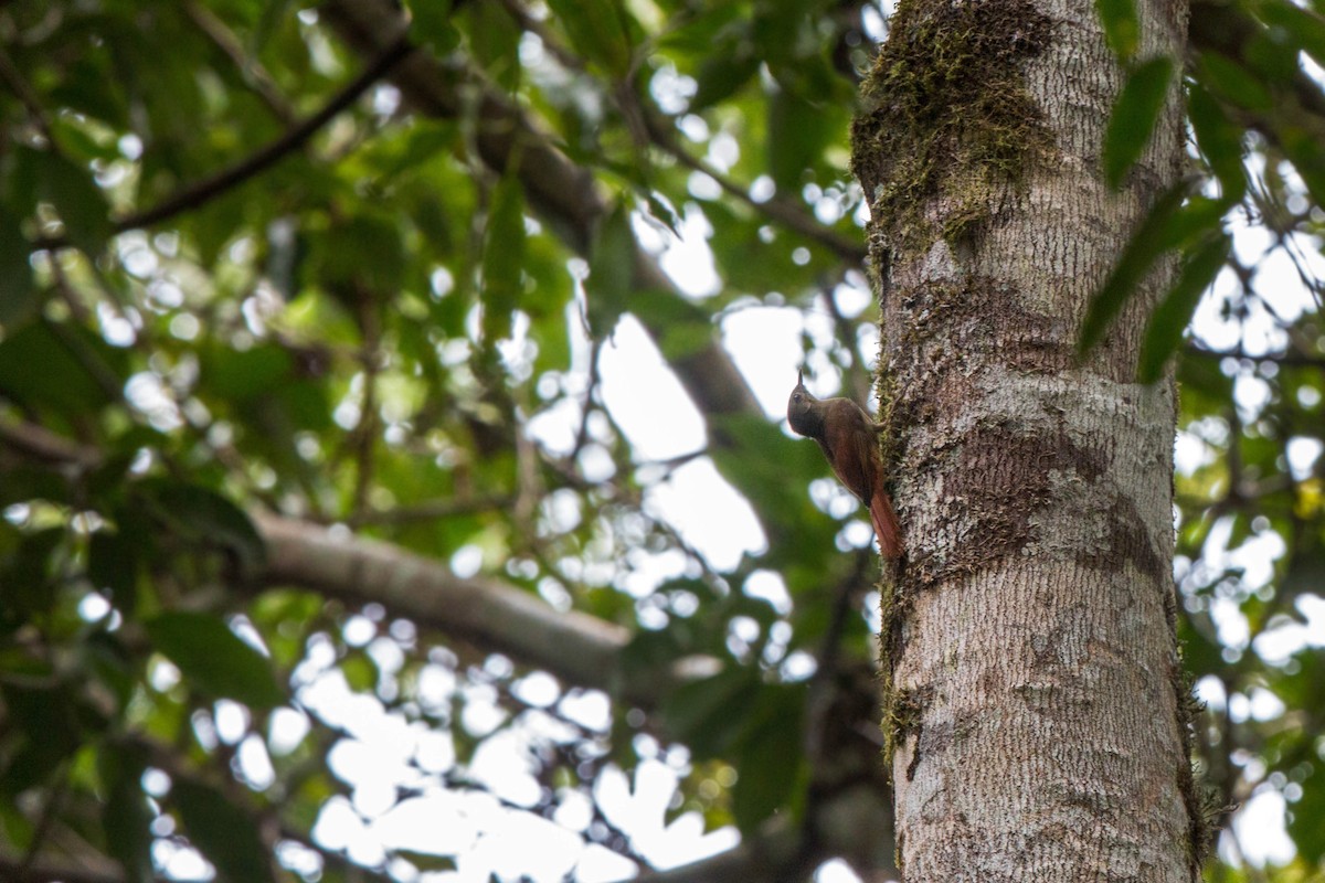 Olivaceous Woodcreeper - ML620508989