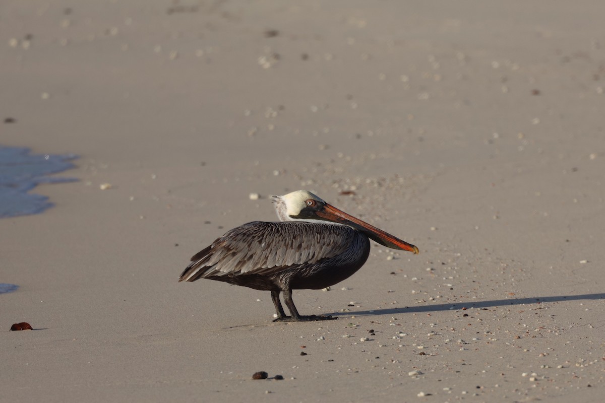 Brown Pelican - ML620508993