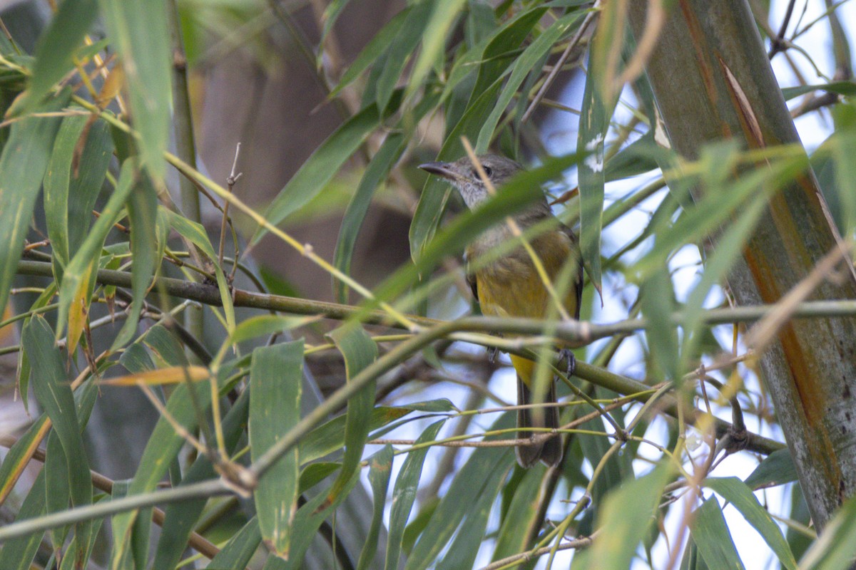 Black-tailed Whistler - ML620508996