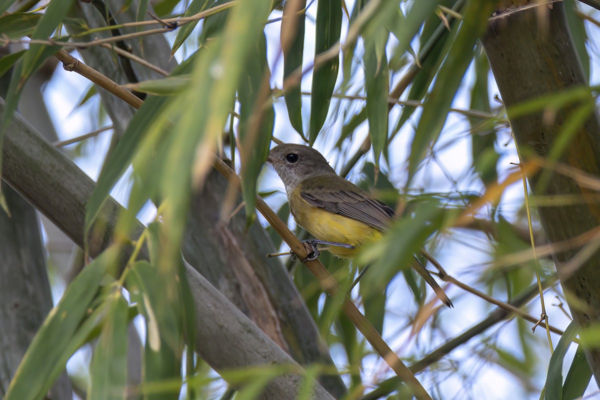 Black-tailed Whistler - ML620508997