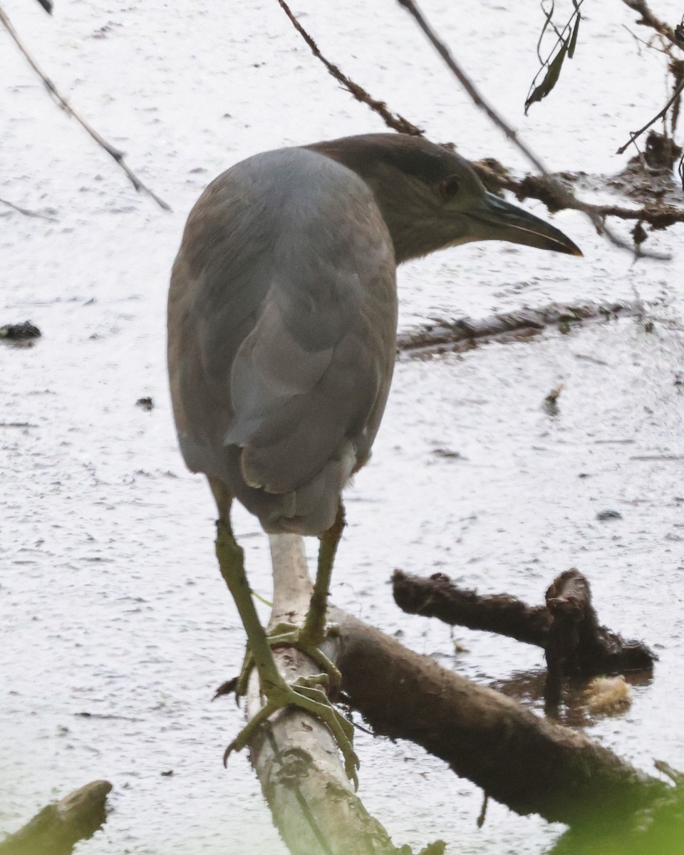 Black-crowned Night Heron - ML620509000