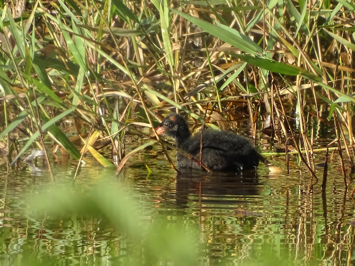 Common Gallinule - ML620509002