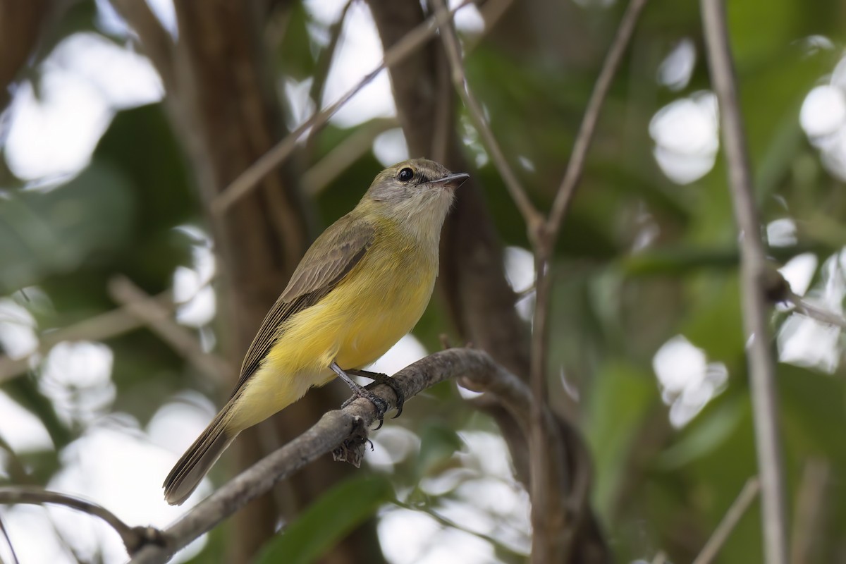 Lemon-bellied Flyrobin - ML620509006