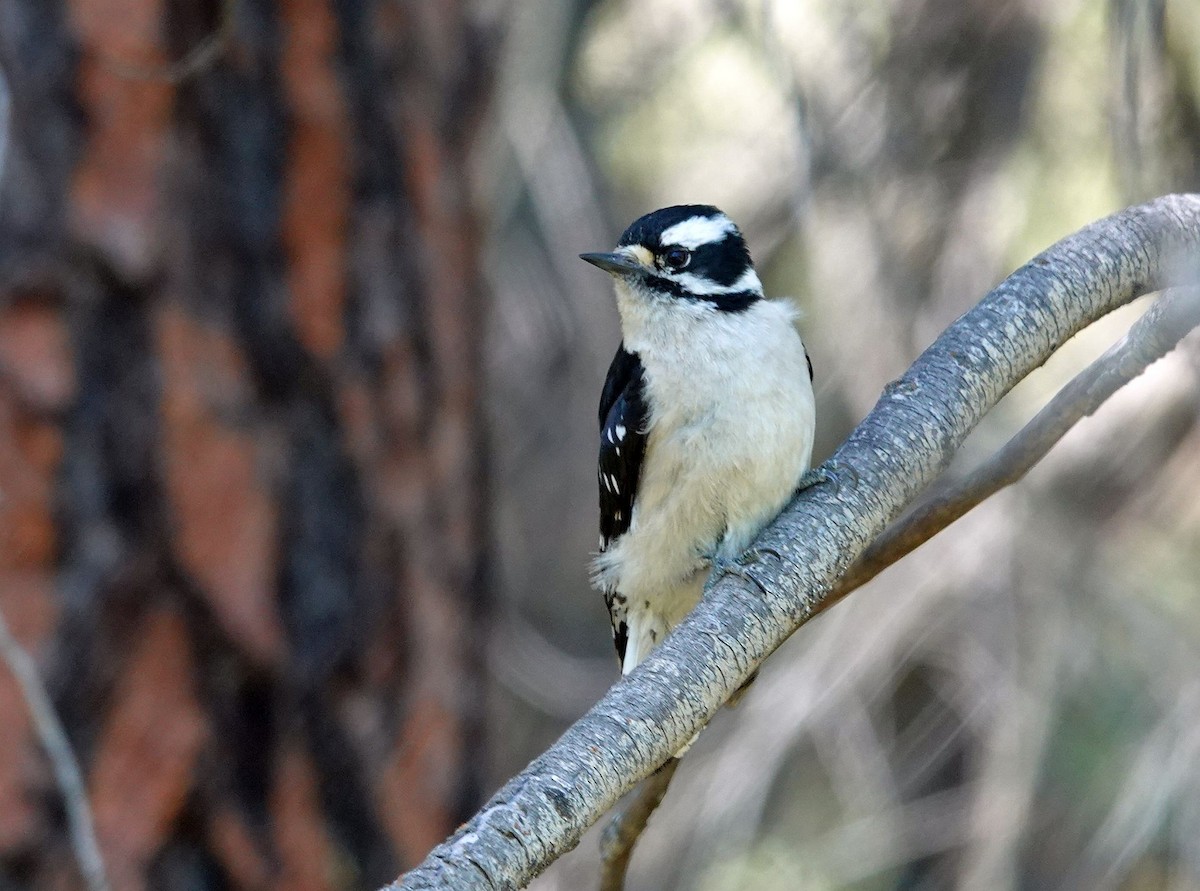 Downy Woodpecker - ML620509007