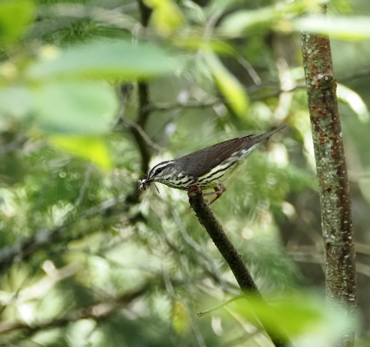 Northern Waterthrush - Wendy Conrad