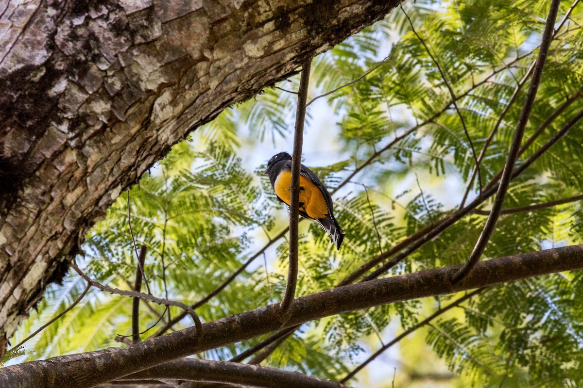 Gartered Trogon - ML620509020