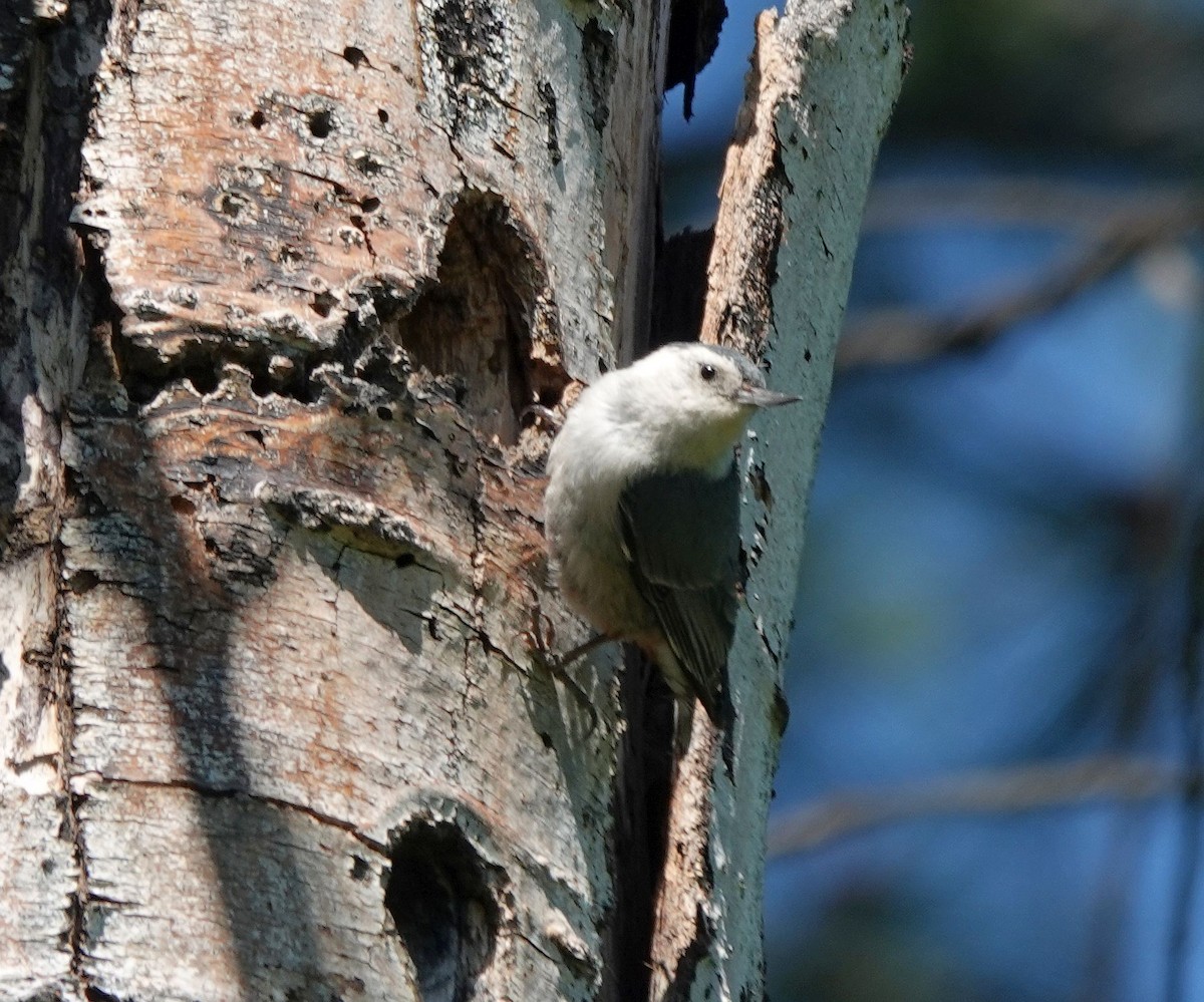 White-breasted Nuthatch - ML620509021