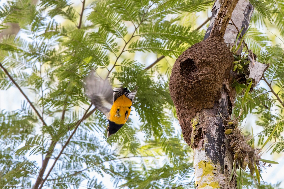 Gartered Trogon - ML620509022