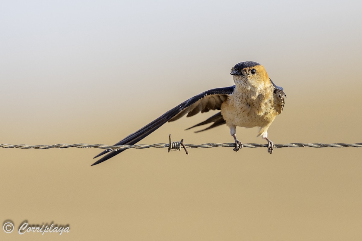 Red-rumped Swallow - ML620509023