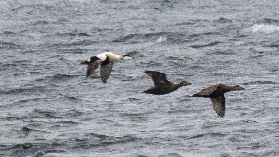 Common Eider - ML620509028