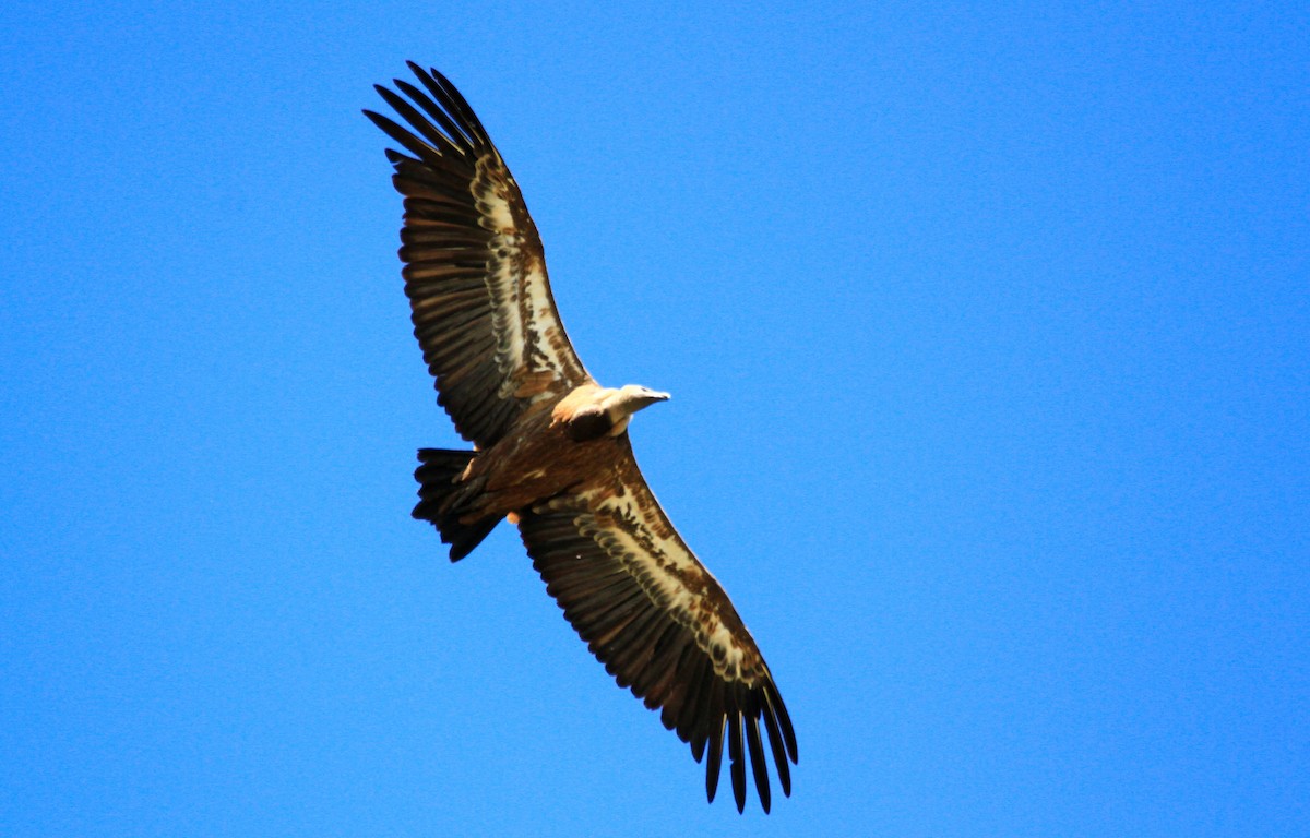 Eurasian Griffon - ML620509034