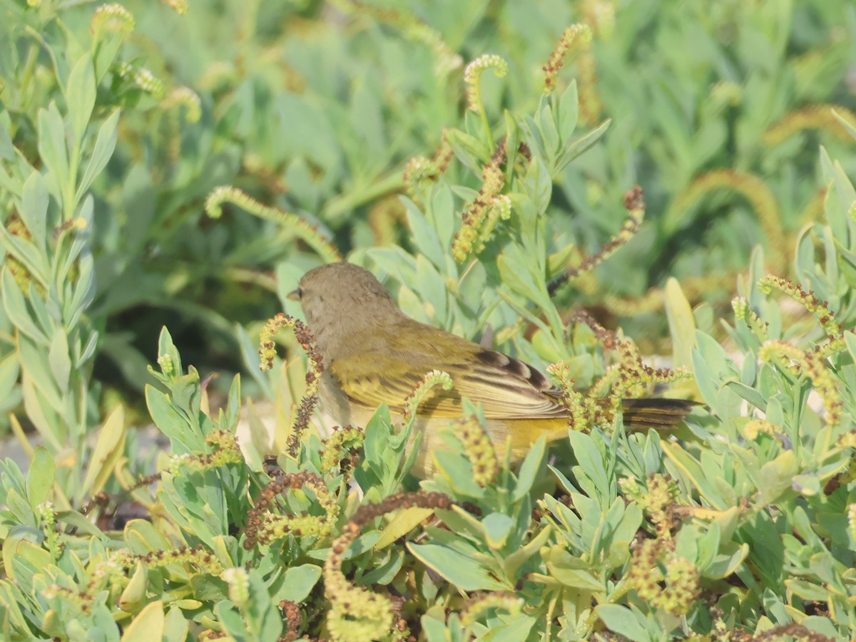 Yellow Warbler (Galapagos) - ML620509035