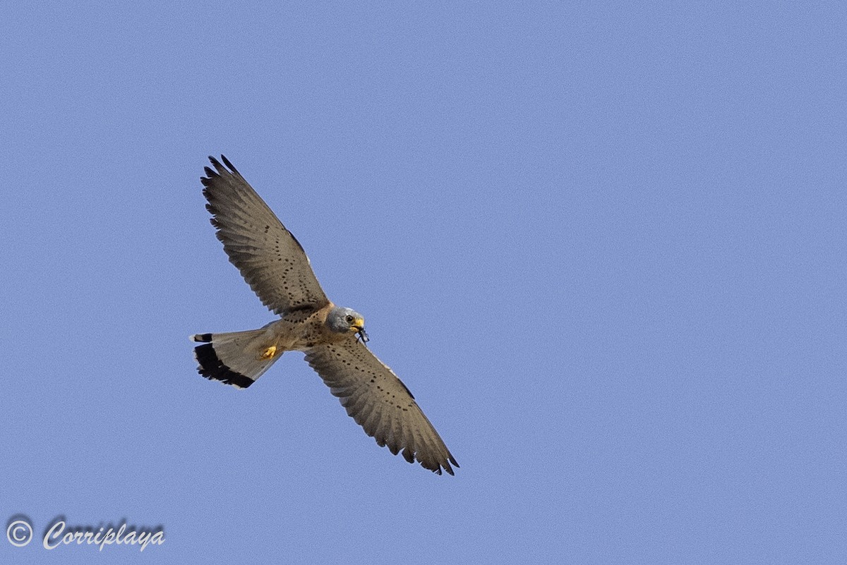 Lesser Kestrel - ML620509036