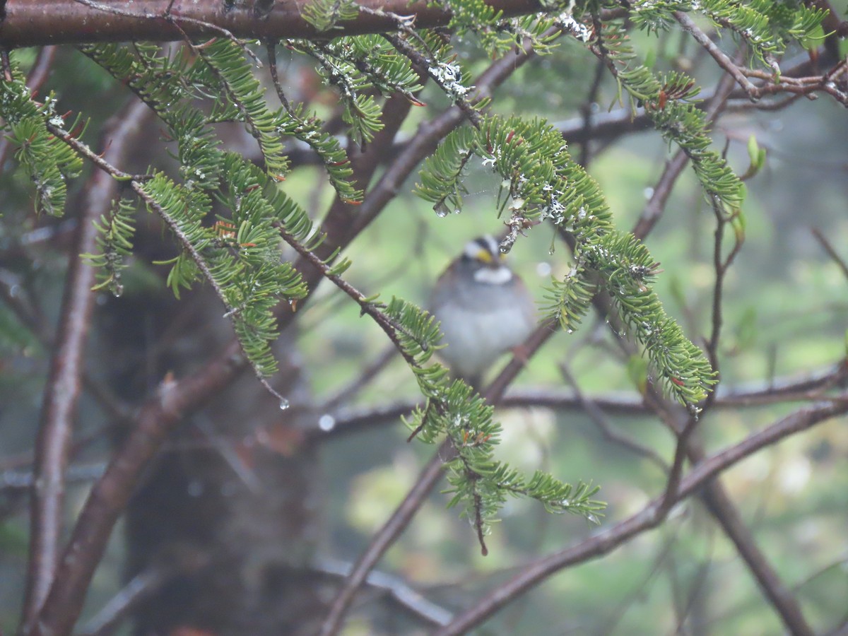 White-throated Sparrow - ML620509043