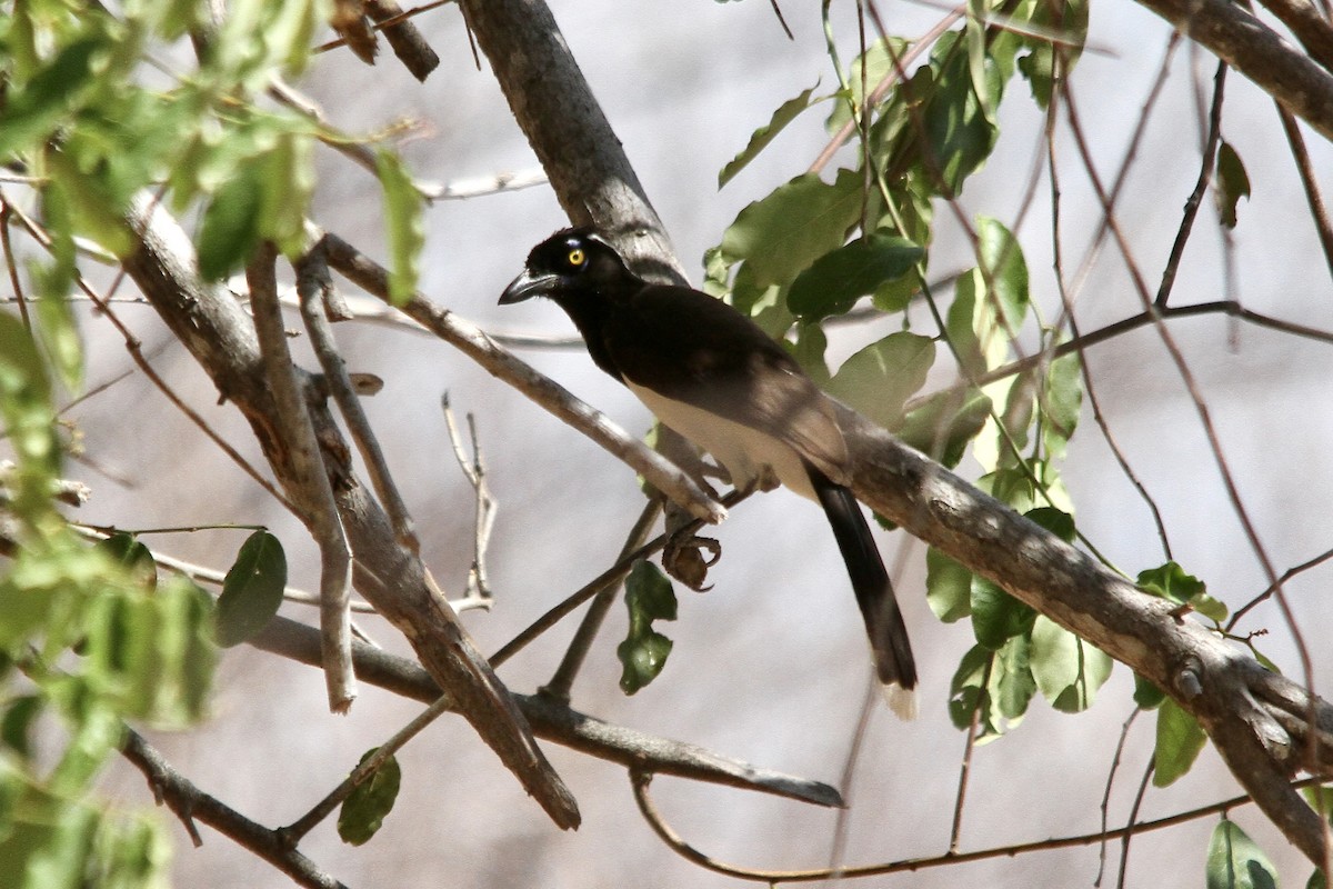 White-naped Jay - ML620509051