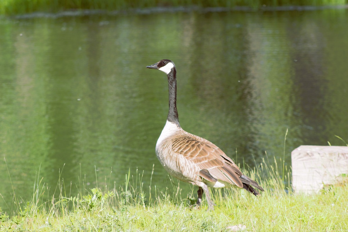 Canada Goose - ML620509053