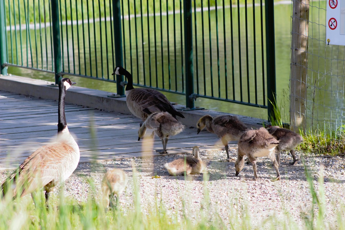 Canada Goose - Barbara-Ruth Dolby