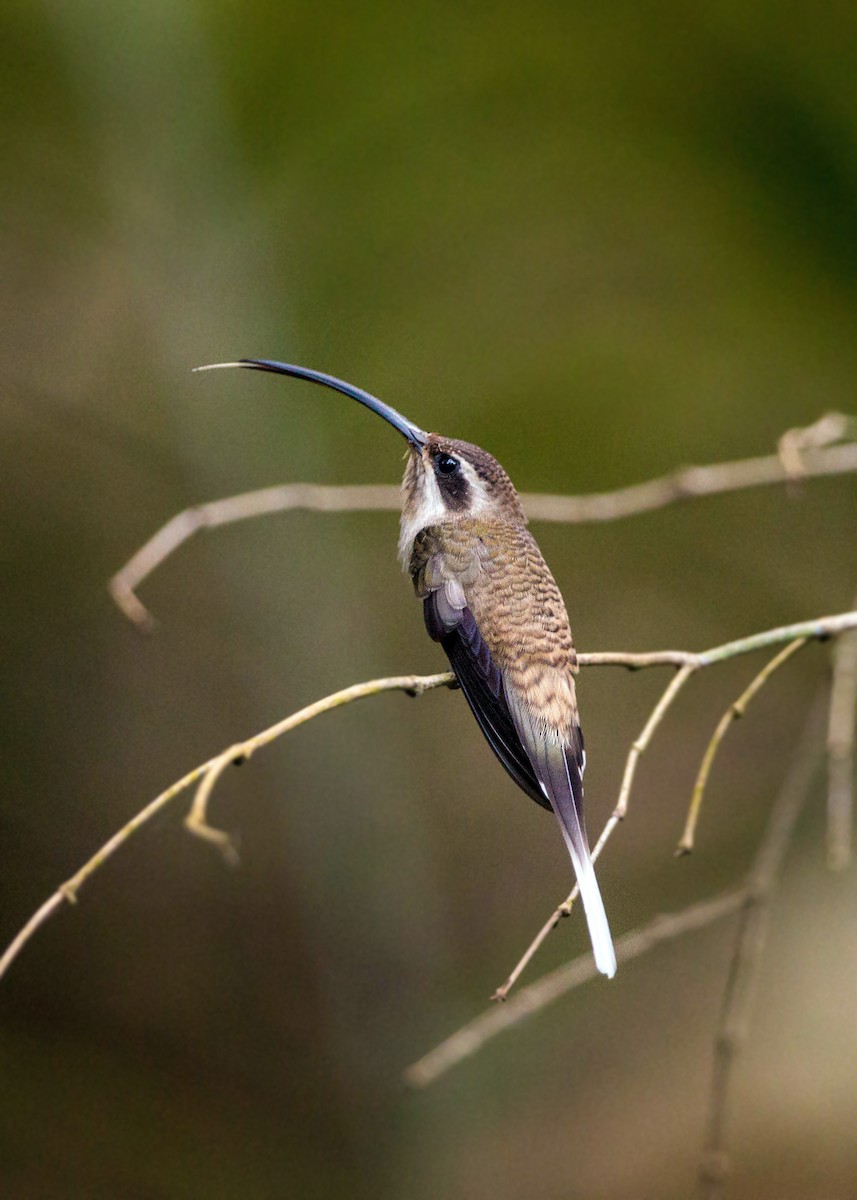 Long-billed Hermit - ML620509066