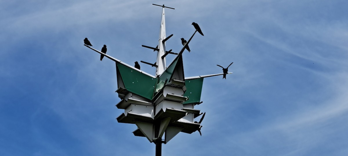 Purple Martin - ML620509067