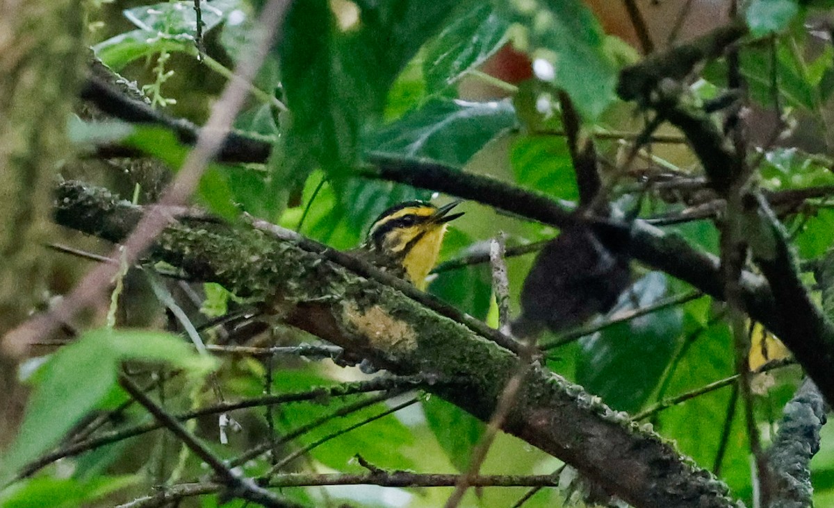 Yellow-browed Antbird - ML620509068