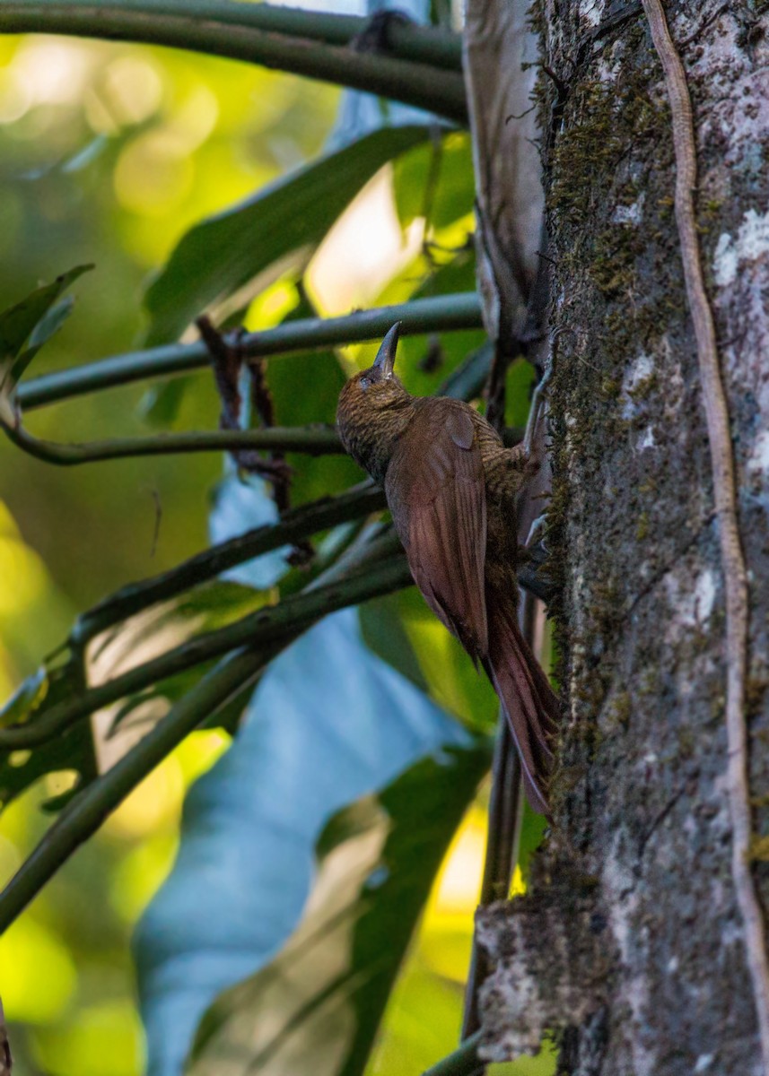 Northern Barred-Woodcreeper - ML620509074