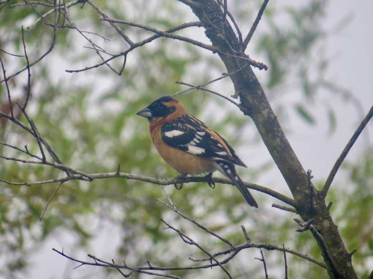 Black-headed Grosbeak - ML620509075