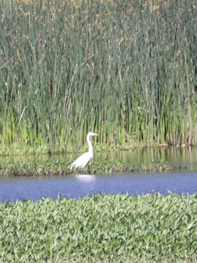 Great Egret - ML620509077