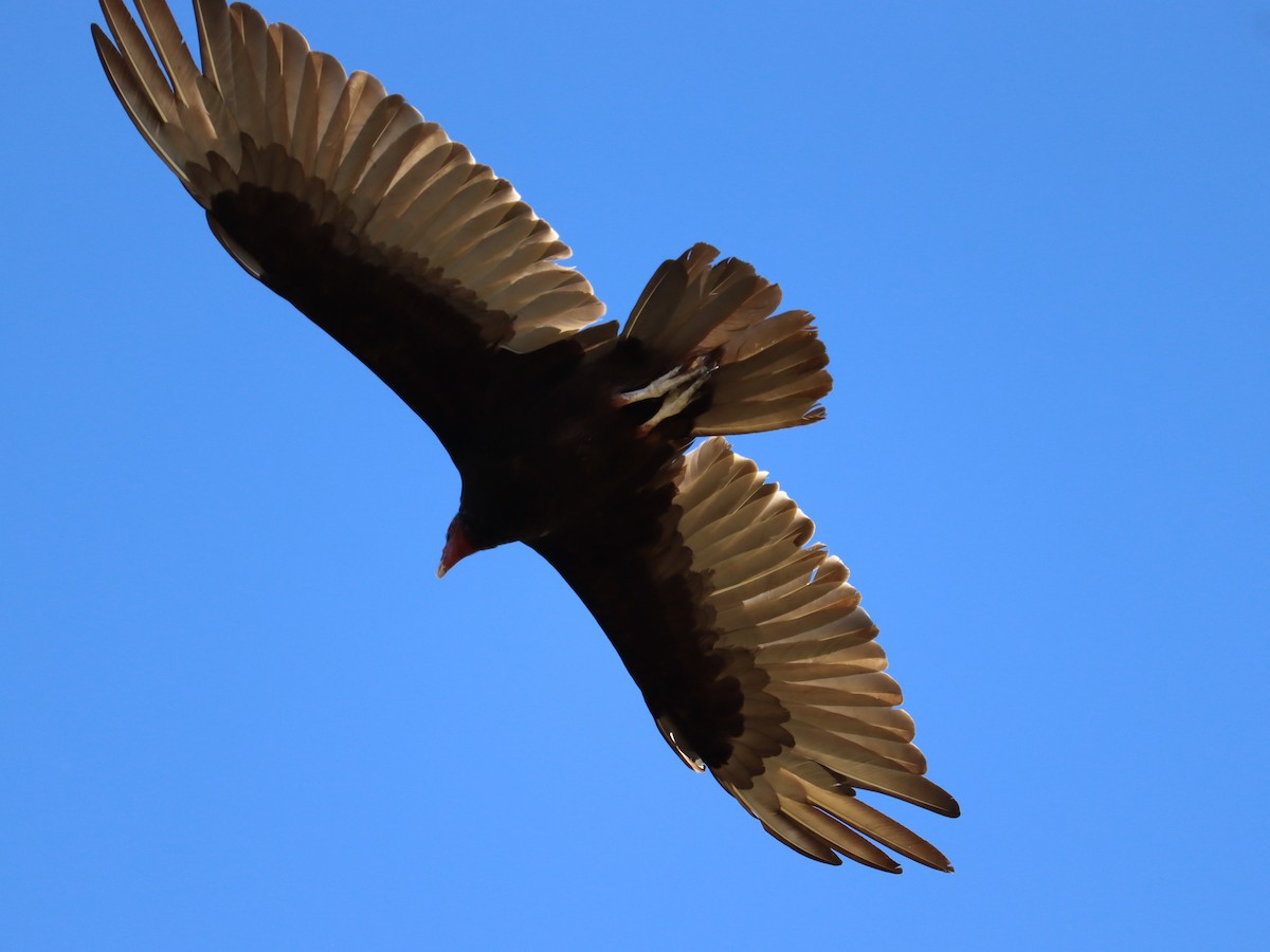 Turkey Vulture - ML620509084