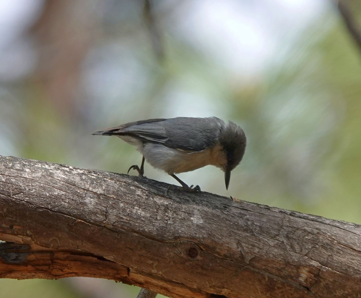 Pygmy Nuthatch - ML620509086