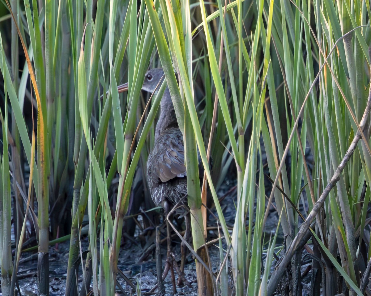 Clapper Rail - ML620509087