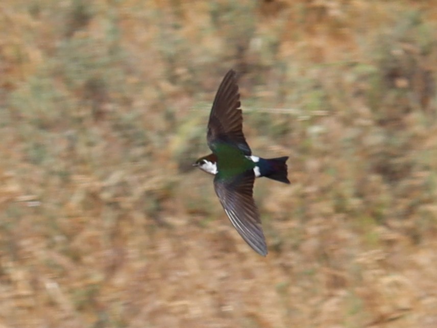 Violet-green Swallow - ML620509088
