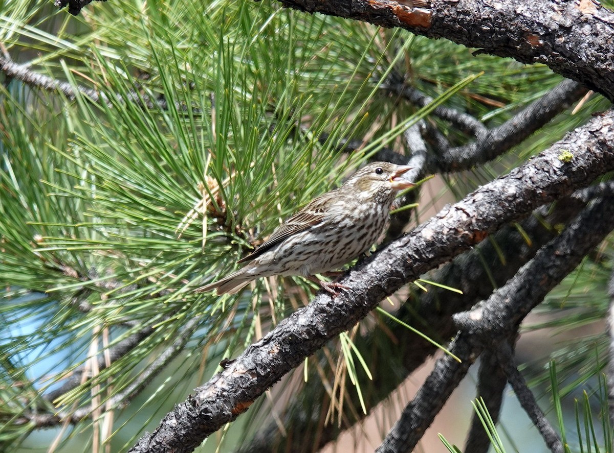 Cassin's Finch - ML620509098