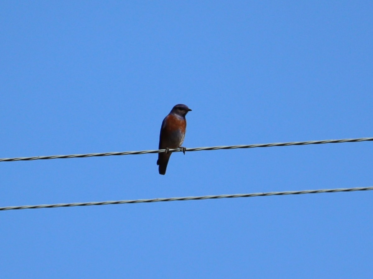 Western Bluebird - ML620509100