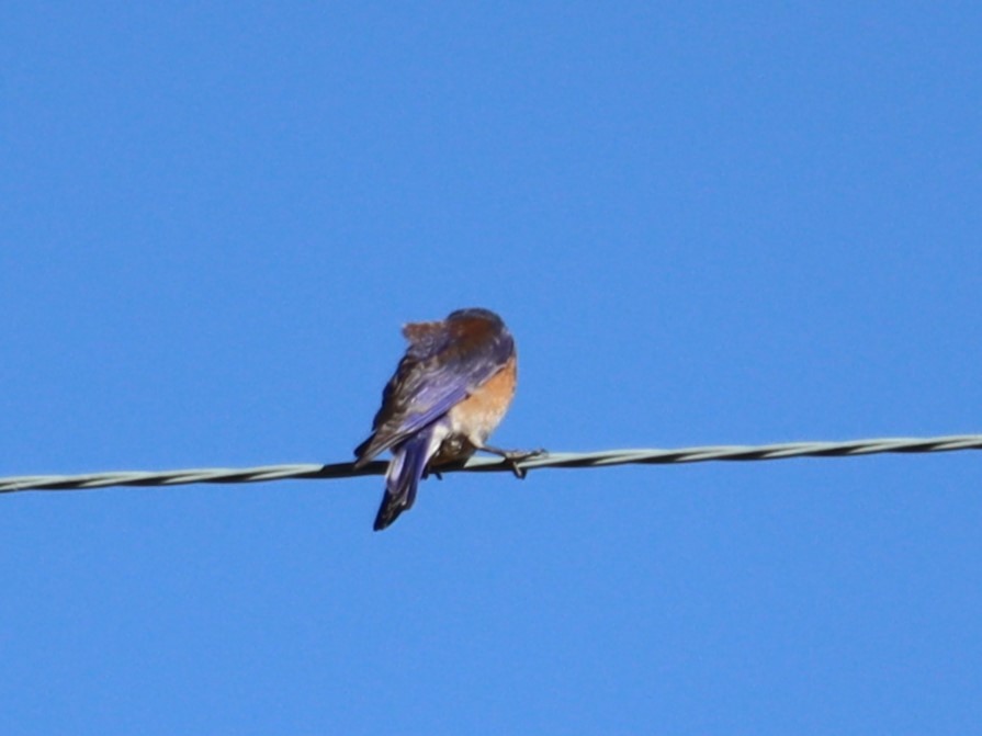 Western Bluebird - ML620509101