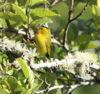 Wilson's Warbler - ML620509105