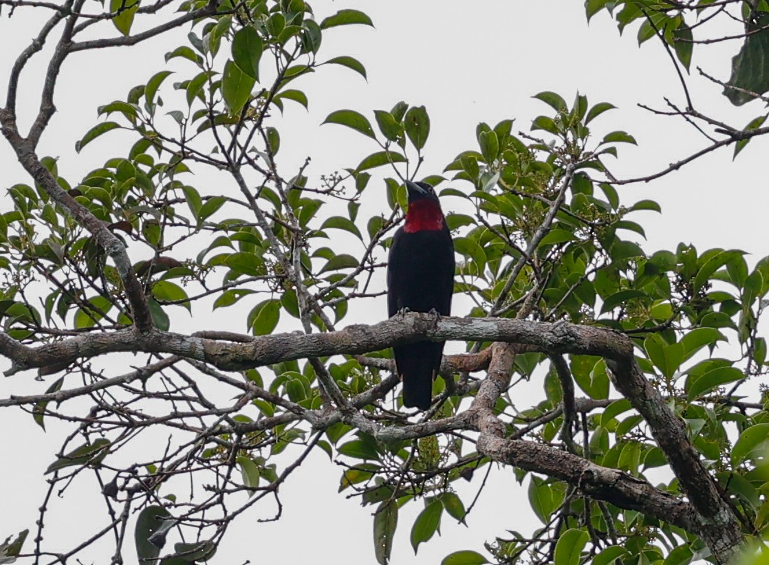 Purple-throated Fruitcrow - ML620509109