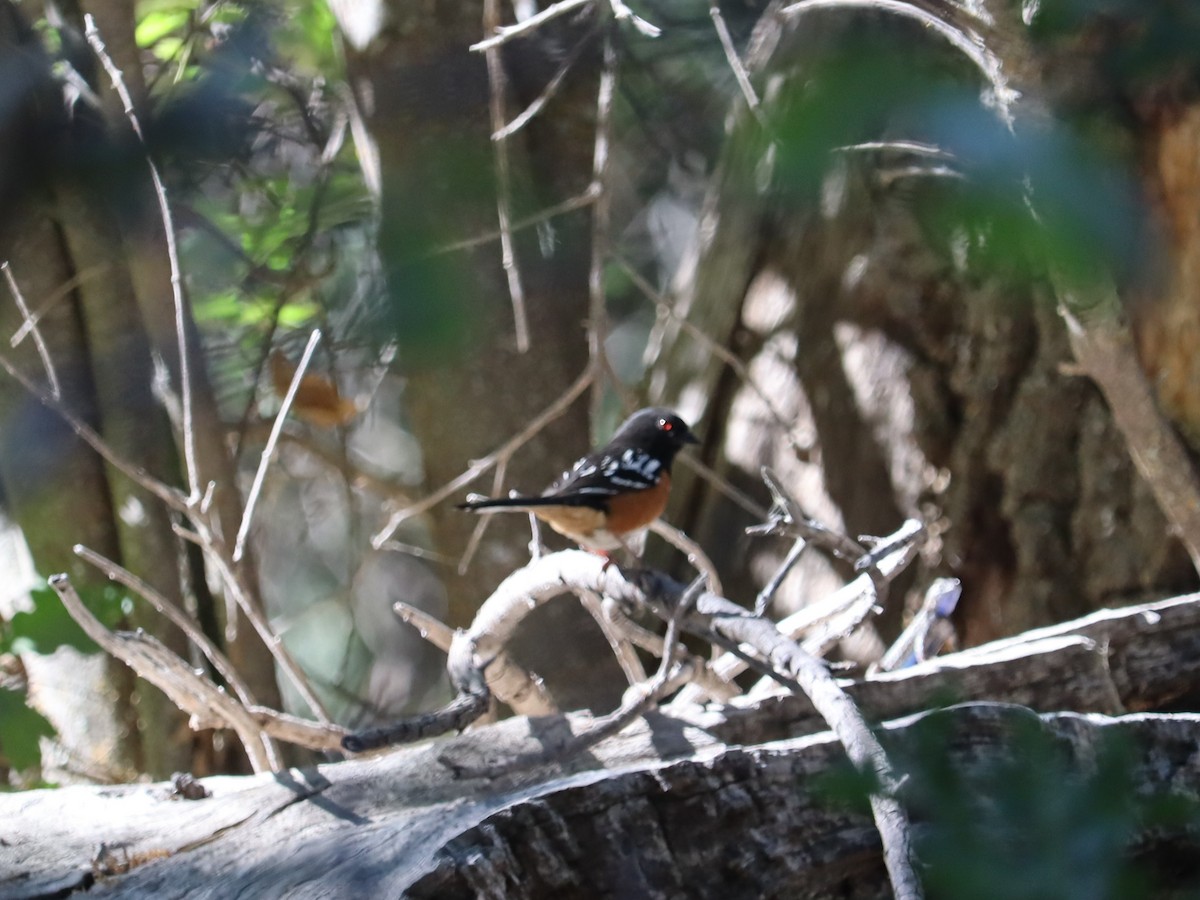 Spotted Towhee - ML620509110