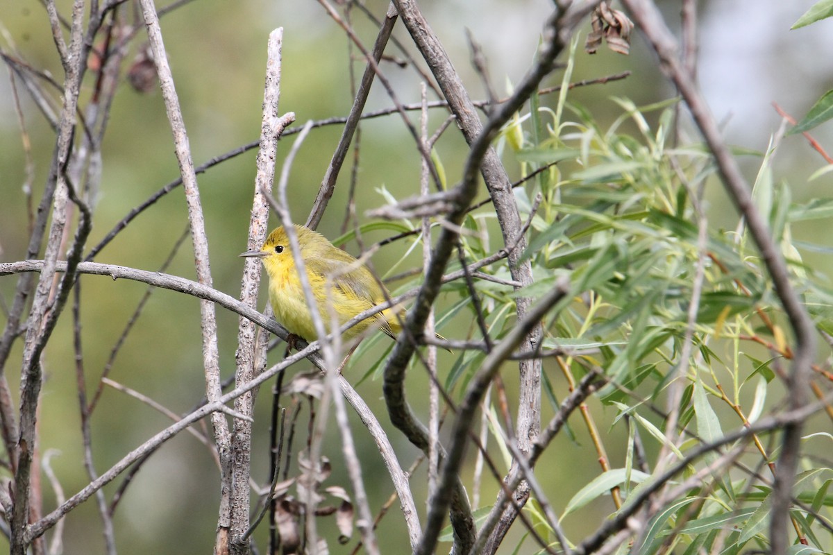 Yellow Warbler - Trissell Diegel