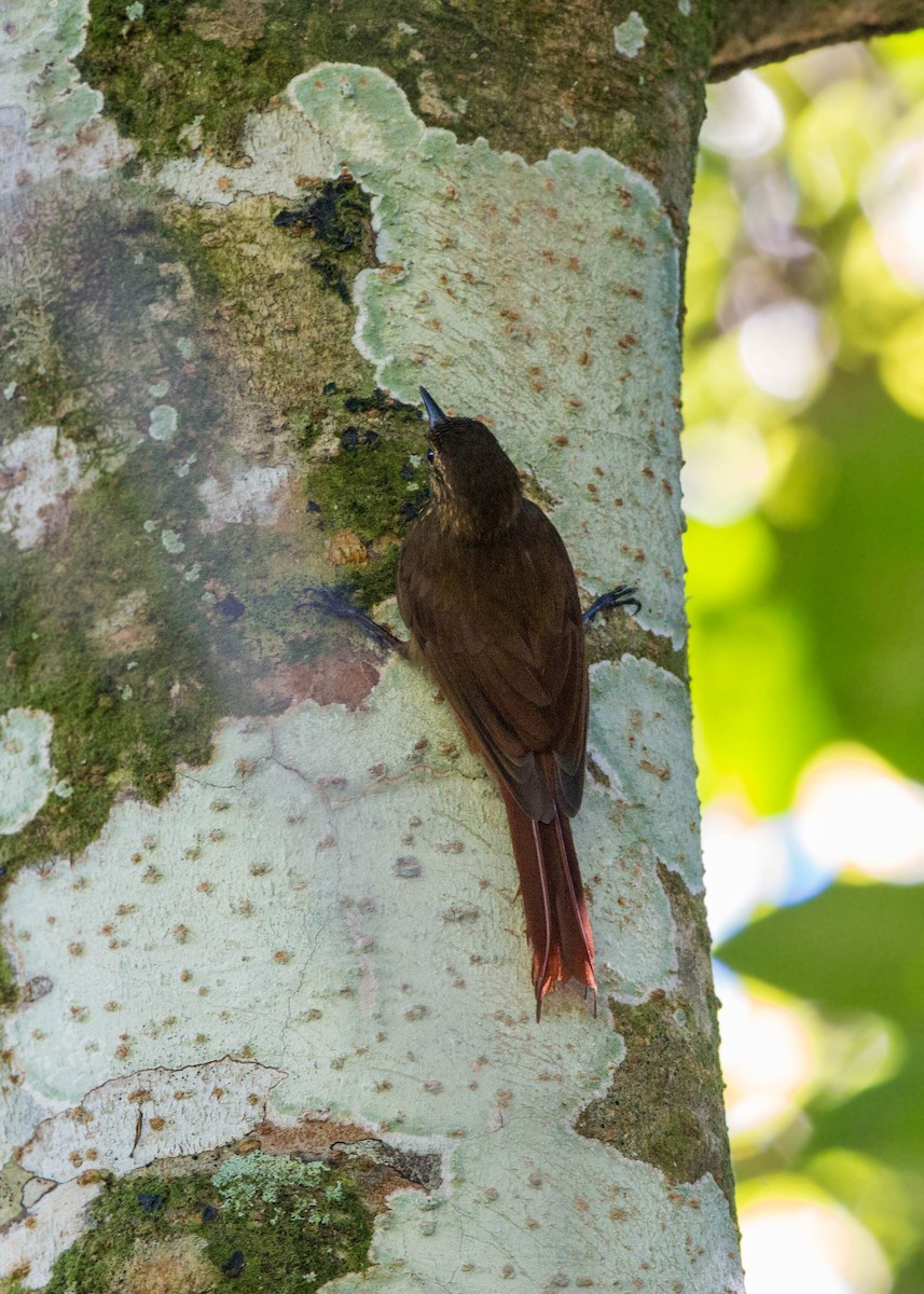 Wedge-billed Woodcreeper - ML620509115