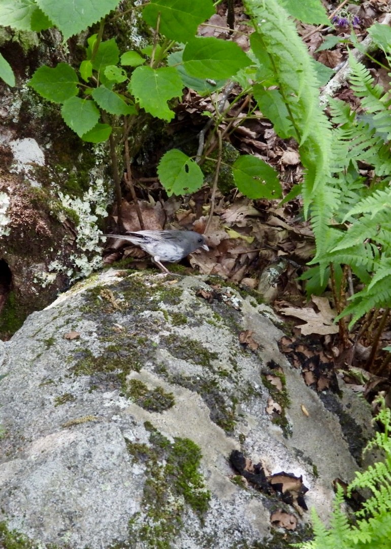 Dark-eyed Junco - ML620509117