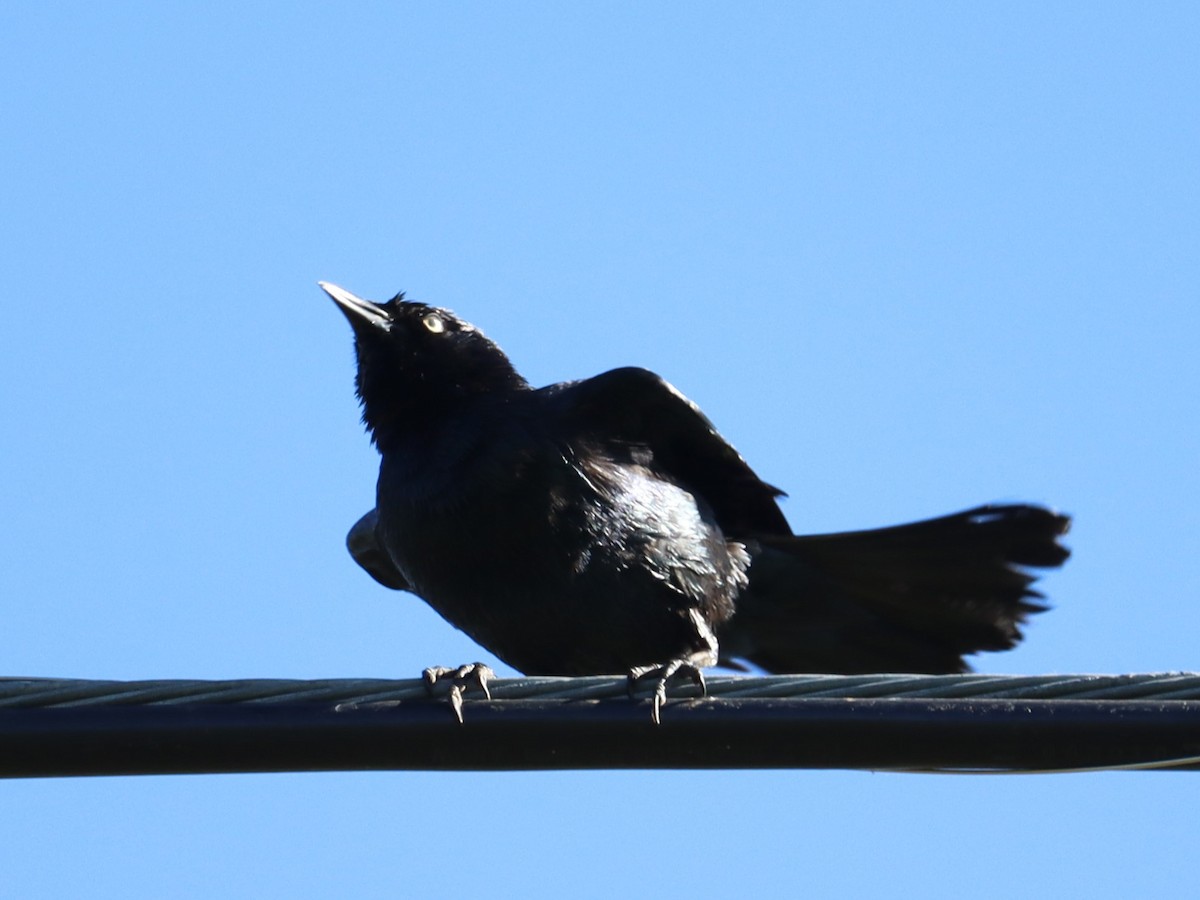 Great-tailed Grackle - ML620509119