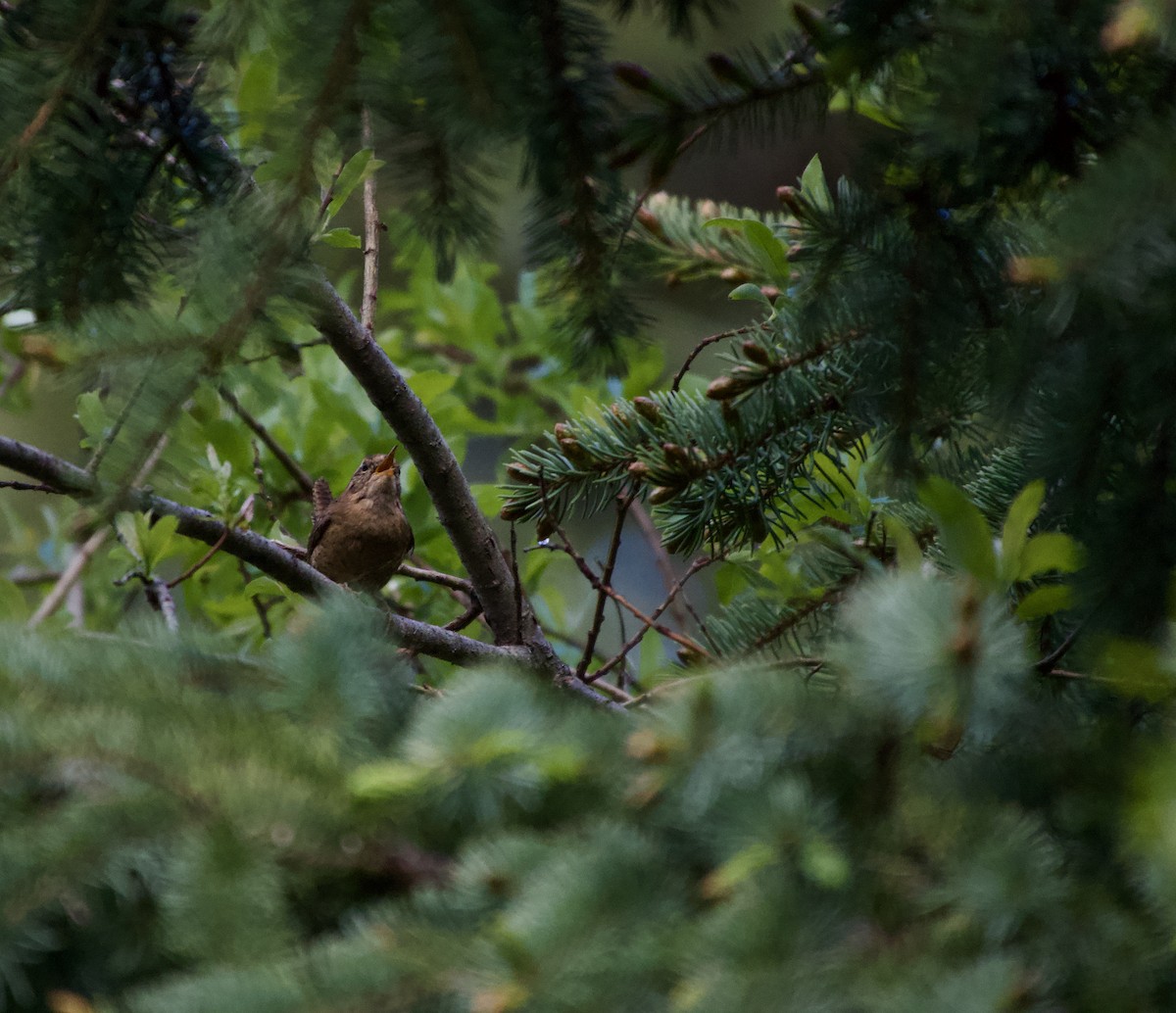 Pacific Wren - ML620509120