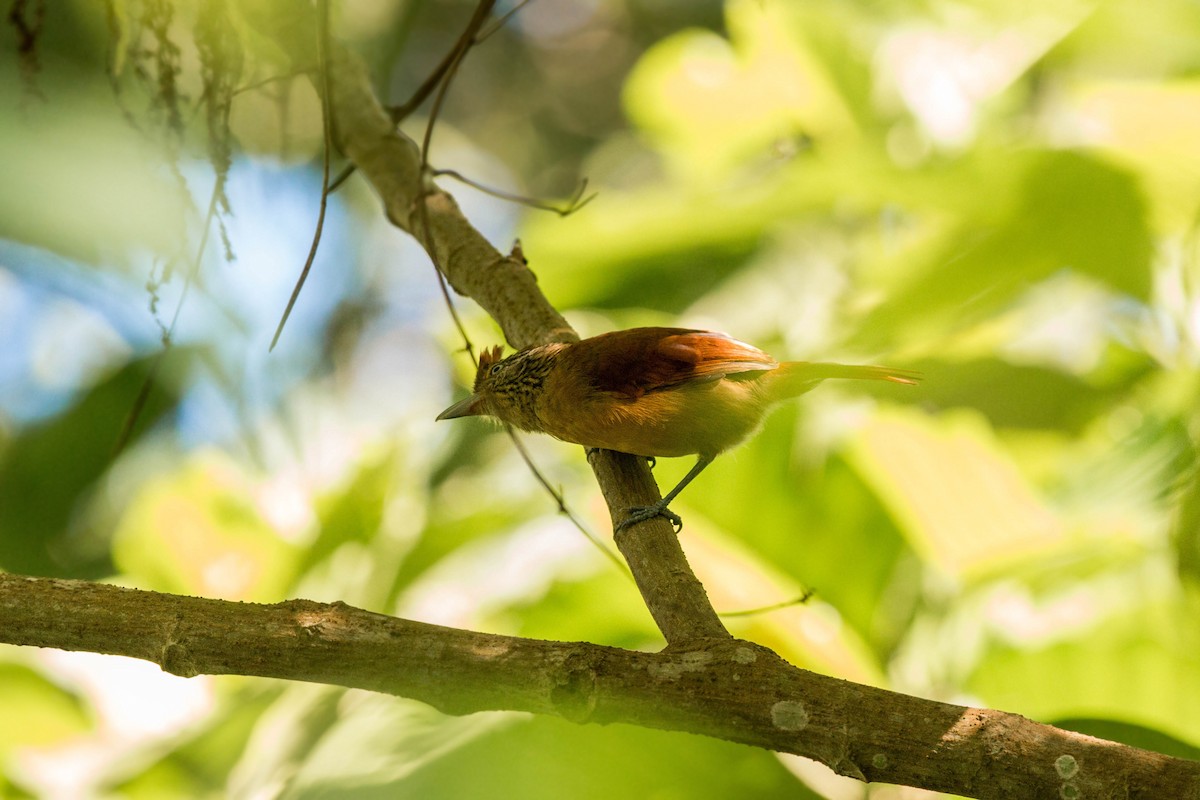 Barred Antshrike - ML620509121