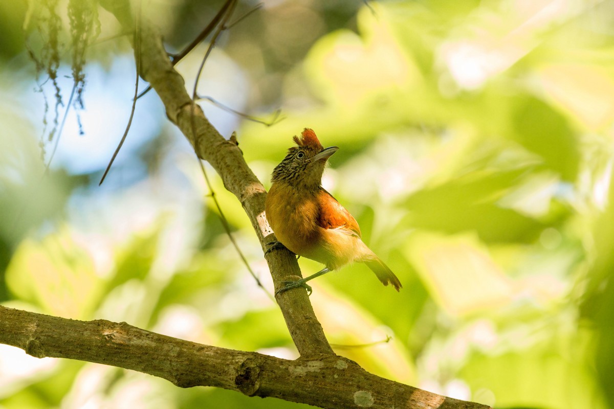 Barred Antshrike - ML620509122