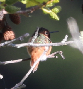 Allen's Hummingbird - ML620509124