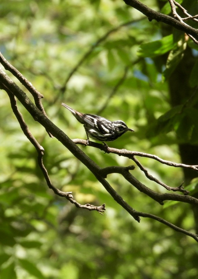 Black-and-white Warbler - ML620509125