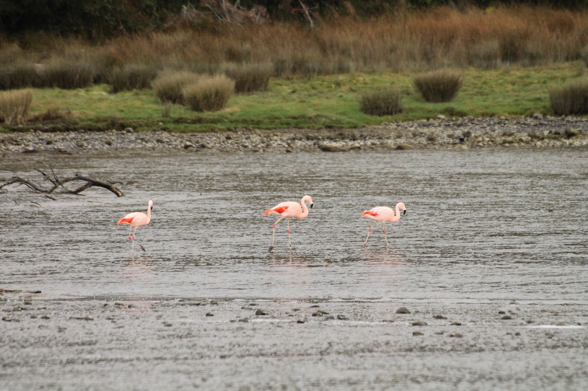 Chilean Flamingo - ML620509129